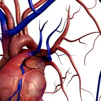 Peptides for Cardiovascular Disease Research