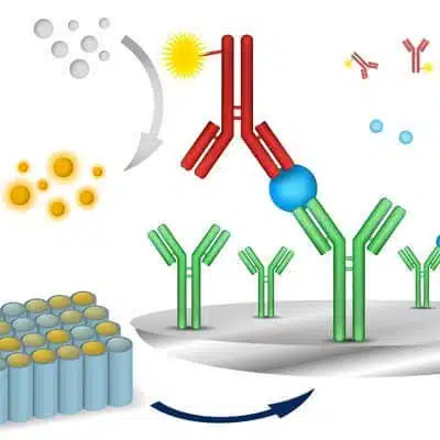Peptides for the study of immunology