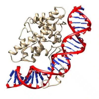 Histone-related peptides DNA Interactions