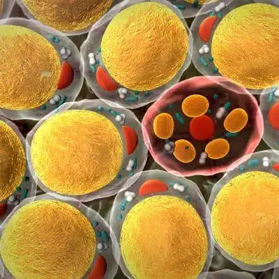 Peptides for the Study of Obesity