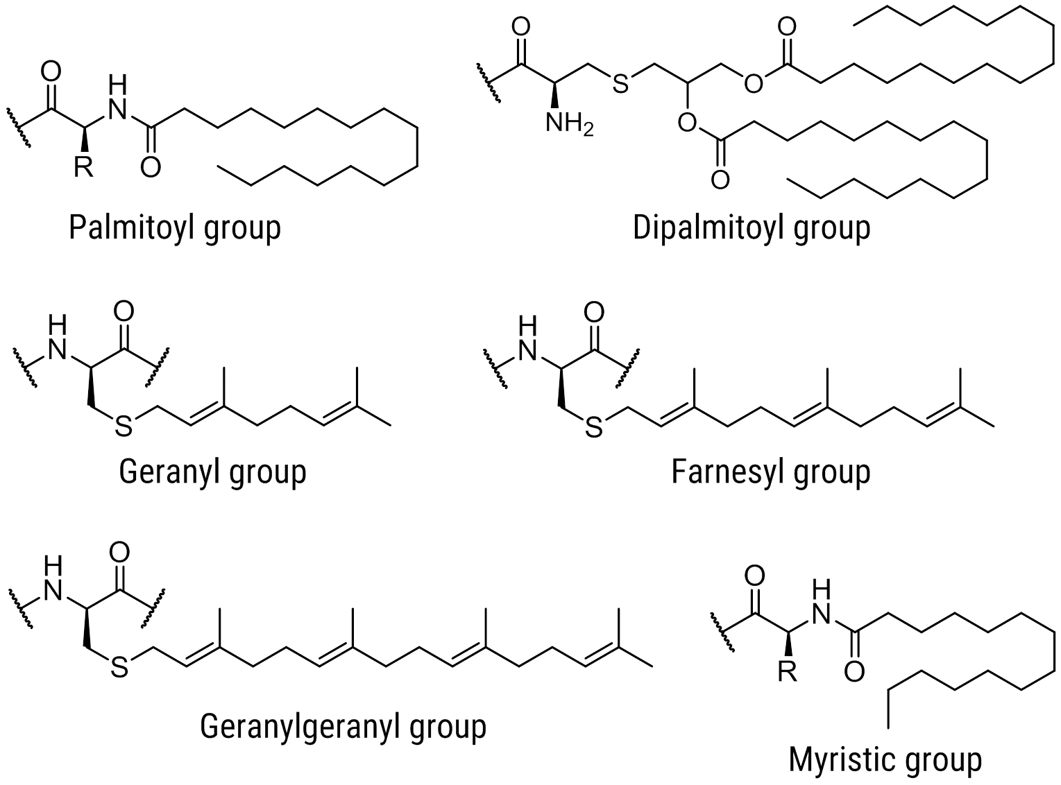Lipids for Peptide Synthesis