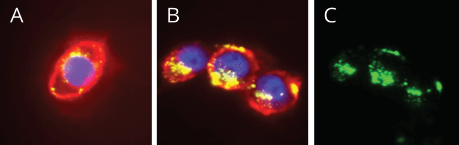 macrocycles-MDA-MB 435 cell line