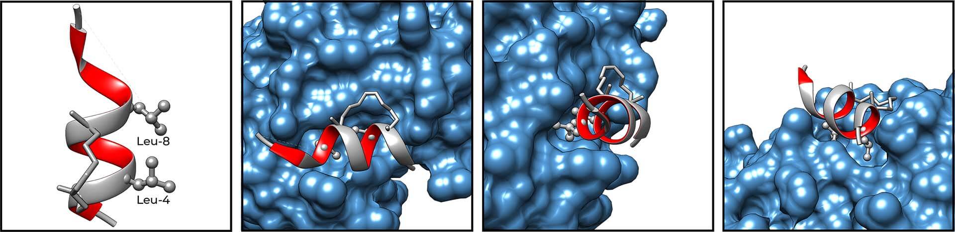 Stapled Peptides Binding to Estrogen Receptors