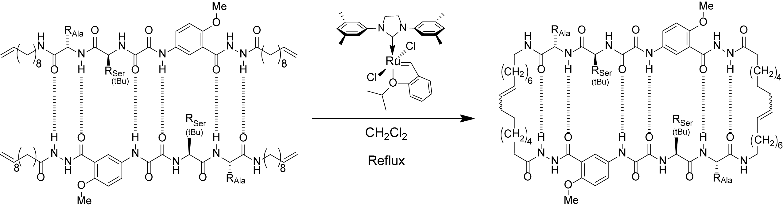 beta-sheet stapled peptide