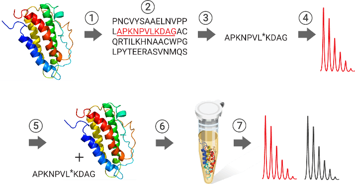 SIL method isotope peptide labeling