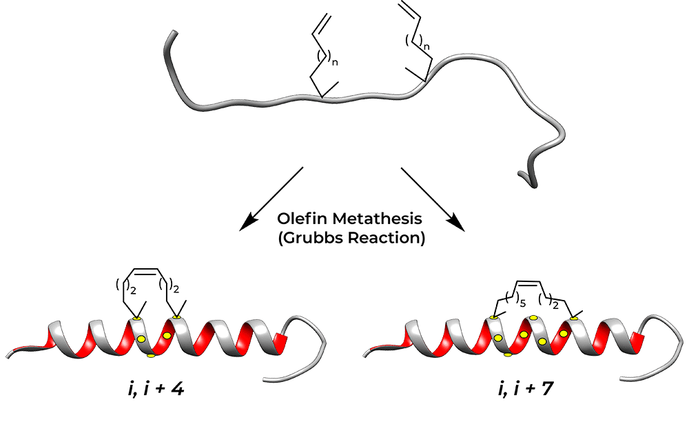 Stapled Peptide Types