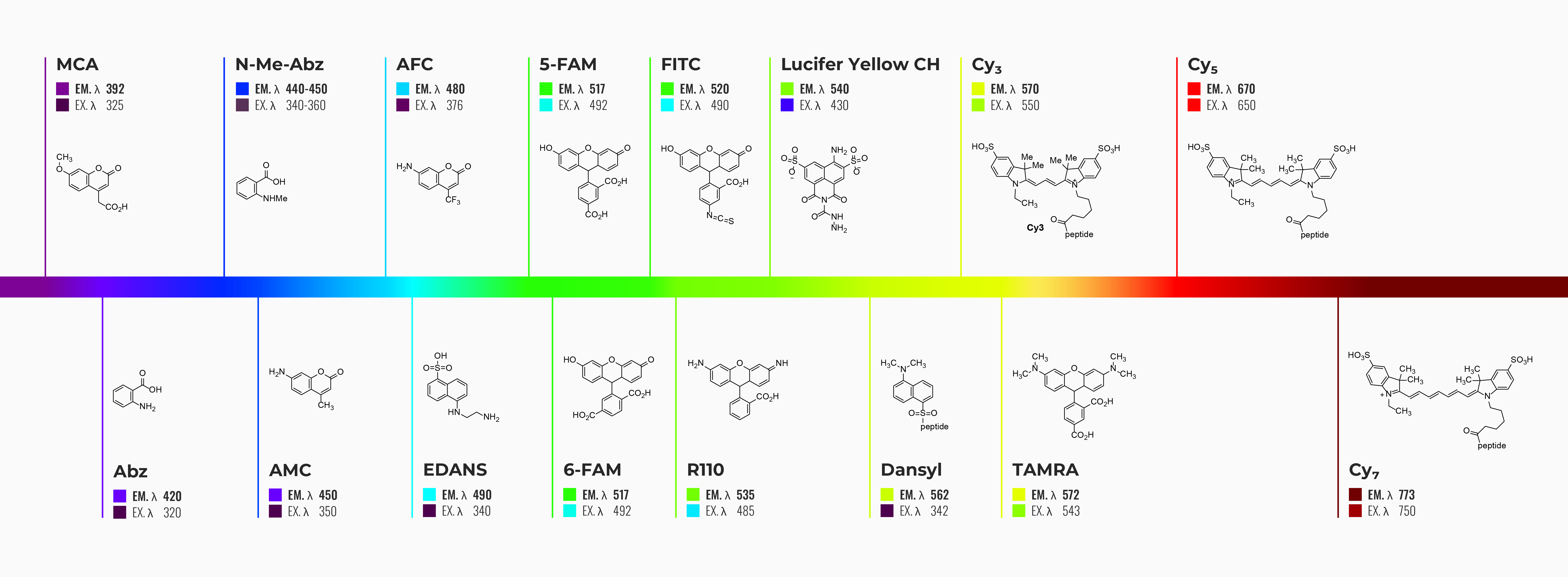 Dyed Peptide infographic-min2 Dye for conjugating custom peptides