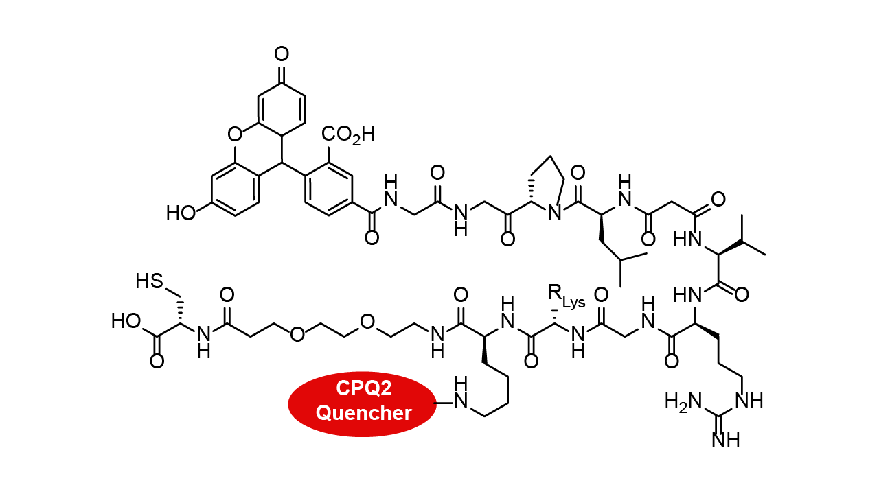 FRET custom peptide FAM-labled with CPQ2