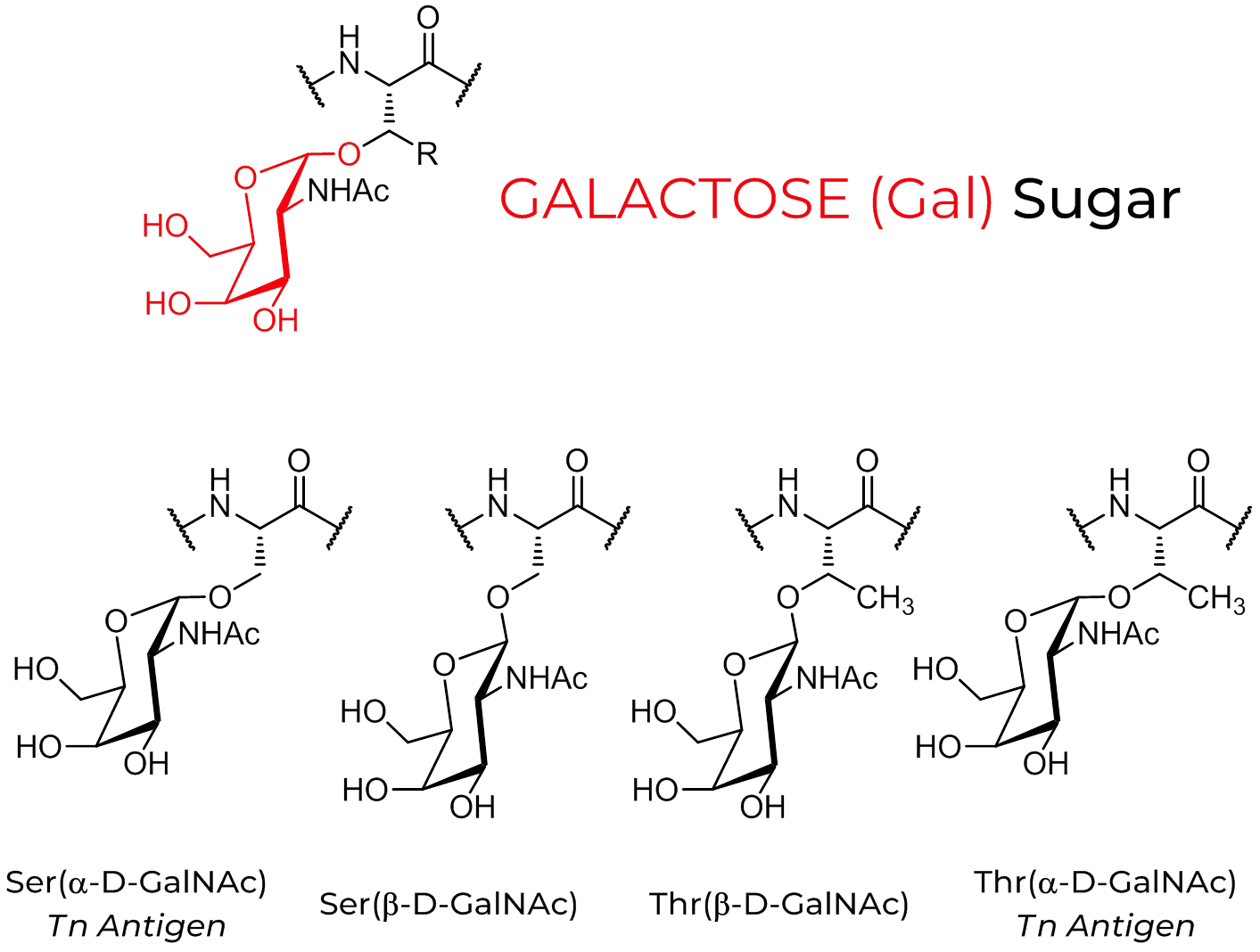 Galactose modified peptide side chains