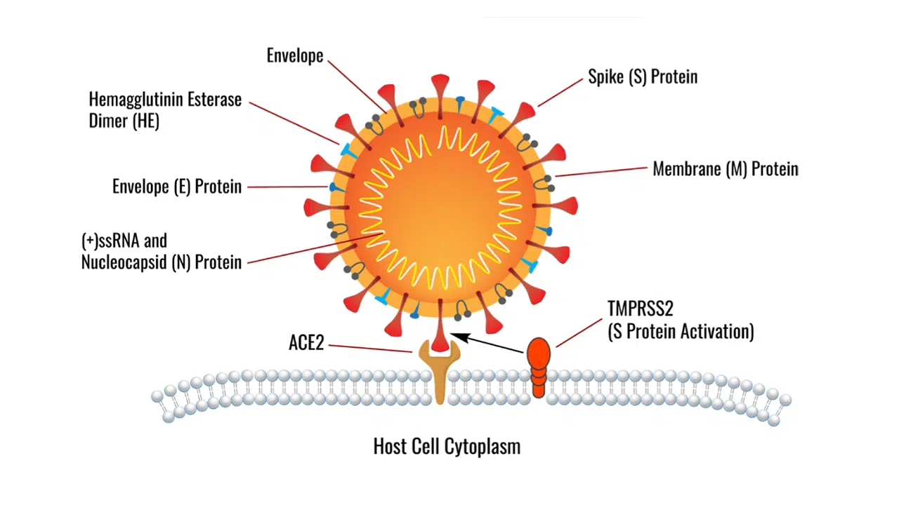 How does SARS-CoV-2 spread so quickly?