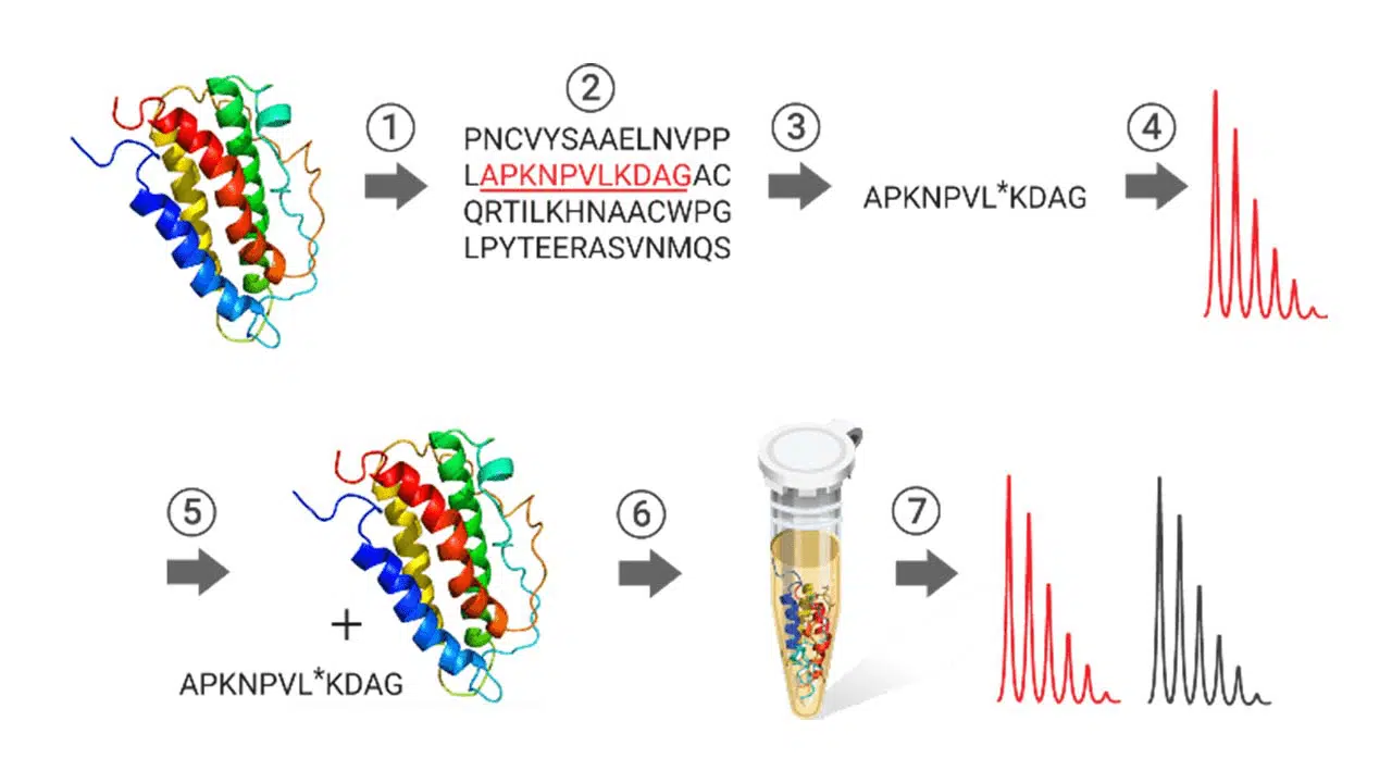 Isotopically Labeled Peptides SILs