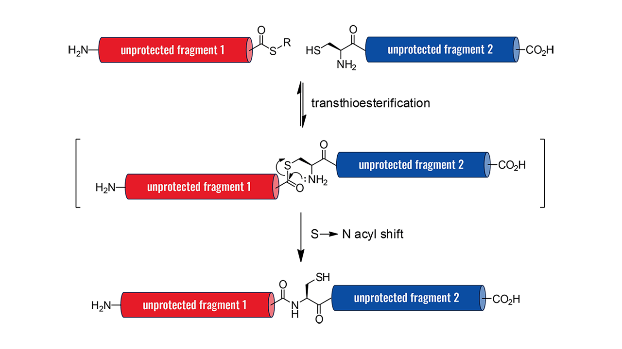 custom long peptide sequences